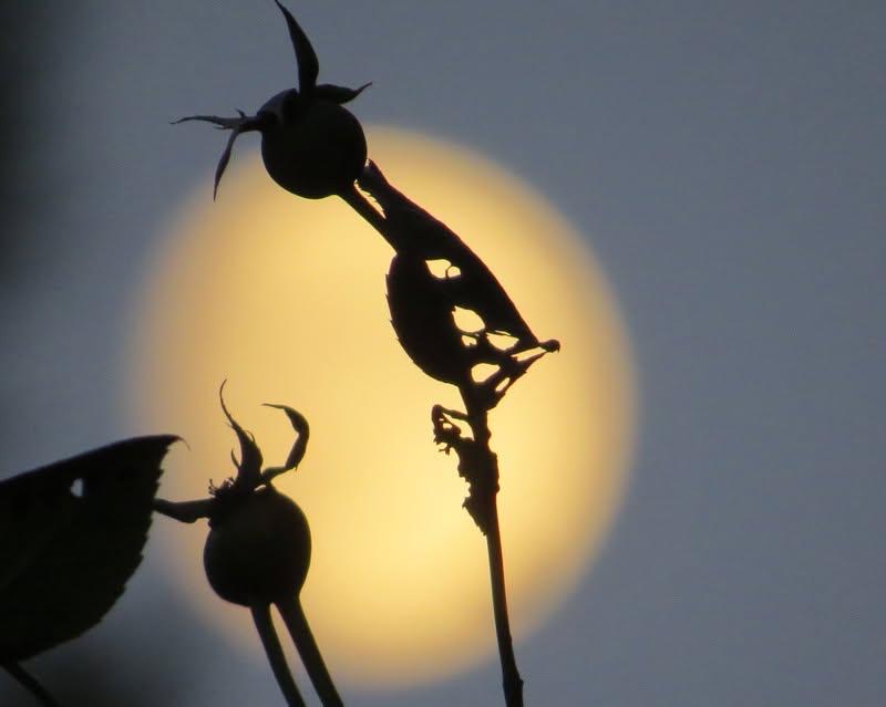 Silueta de un fruto y sus hojas ante el sol